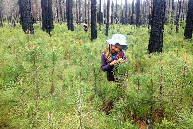 Five years after the Rim Fire, abundant natural tree regeneration in the high-severity patches is contributing to carbon sequestration. Photo by Doug Bevington.