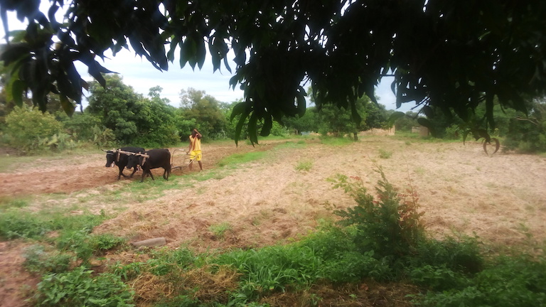 Small-scale farming is the source of livelihood for many people in Zimunya communal land. Image by Andrew Mambondiyani for Mongabay.