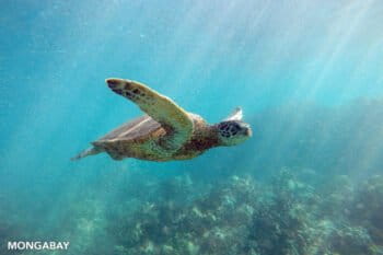 Green sea turtle. Photo by Rhett A. Butler.