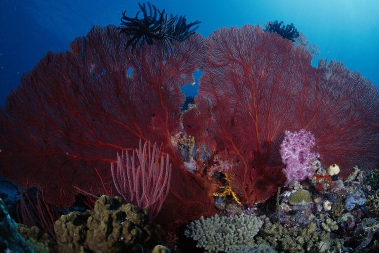 Marine life in Papua New Guinea. Image by martinnemo via Flickr (CC BY 2.0).