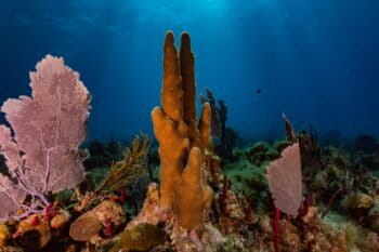 Coral reef in the Dominican Republic. Photo by Greg Asner.