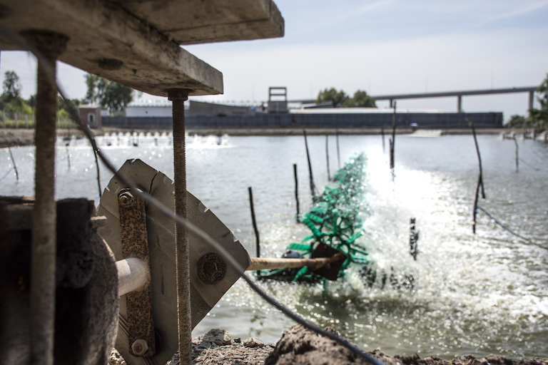 Water aerators on an intensive shrimp farm in Long An Province, Vietnam. Image by Zoe Osborne for Mongabay.