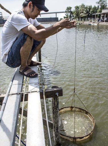 A young farmer inspects his shrimp on an intensive shrimp farm in Long An Province, Vietnam. Image by Zoe Osborne for Mongabay.