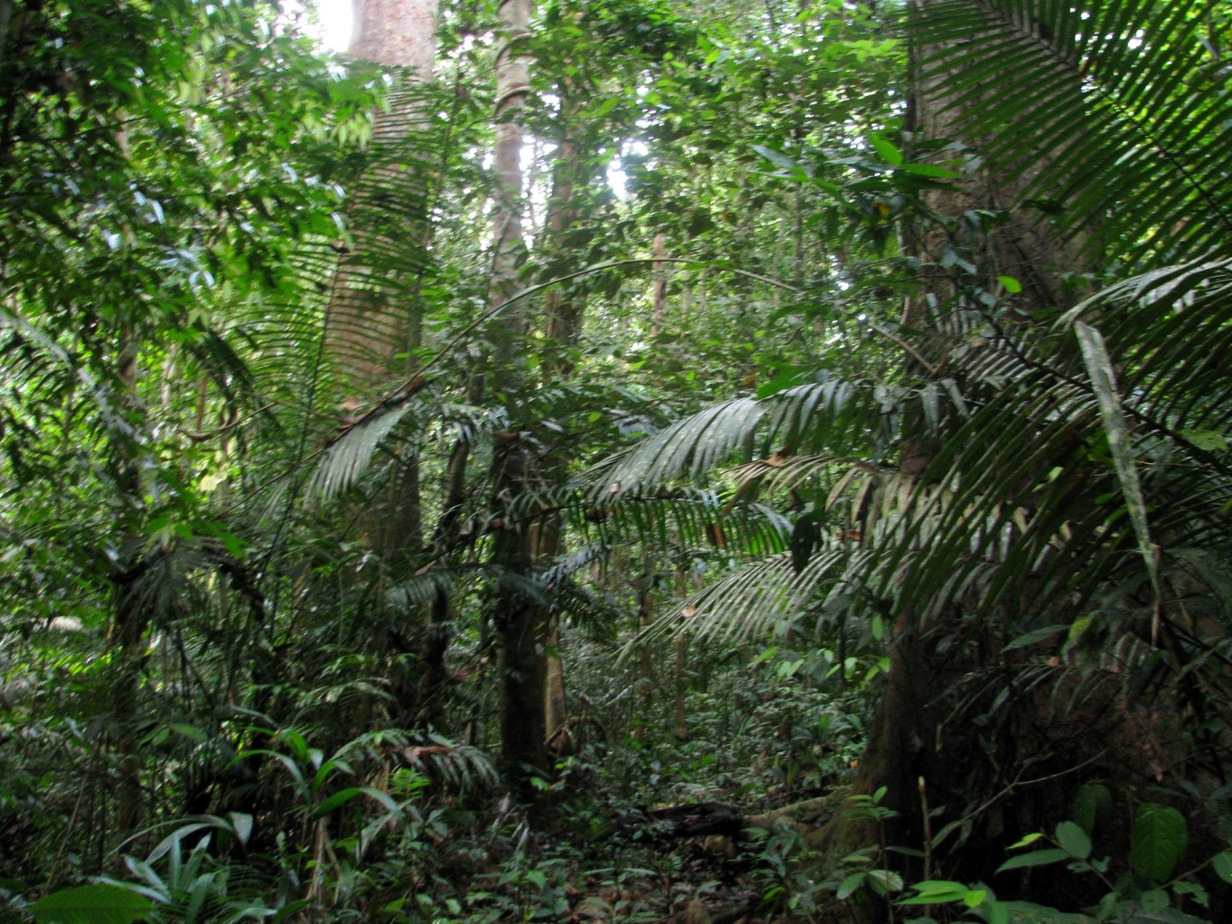 The forest interior of Malaysia's Taman Negara National Park. Tropical moist forests typically have complex vertical and horizontal structures, as well as diverse communities of plants and animals. 