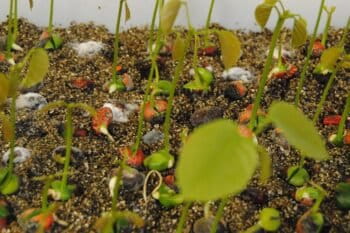 Germinating seeds in the seed bank. Photo by Ignacio Amigo/Mongabay