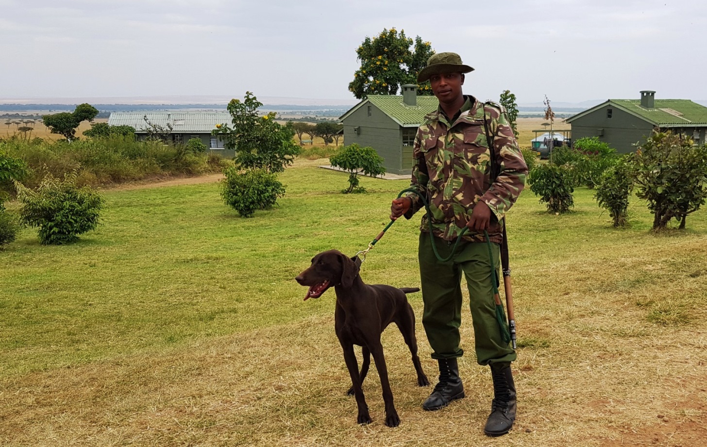 Short-haired German pointer Asha from Holland, shown here with her handler Anthony Kangethe is the newest member of the Mara Conservancy’s detection team and eager to get to work. “She is very keen,” said conservancy CEO Brian Heath. 