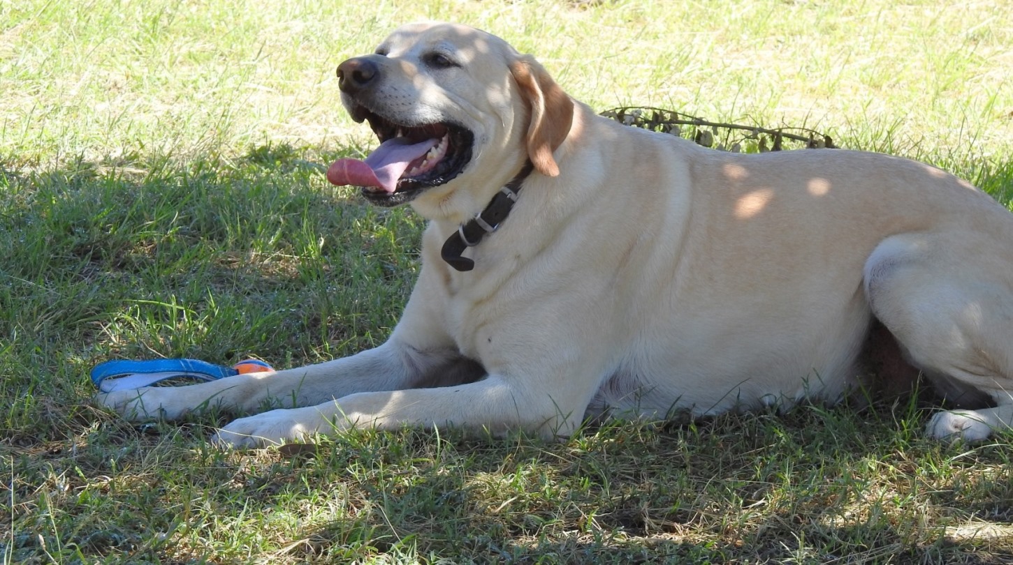  Gage the sniffer dog enjoys a break with his favorite toy after demonstrating his prowess in finding and alerting his handlers to illicit objects in a tourist vehicle. 