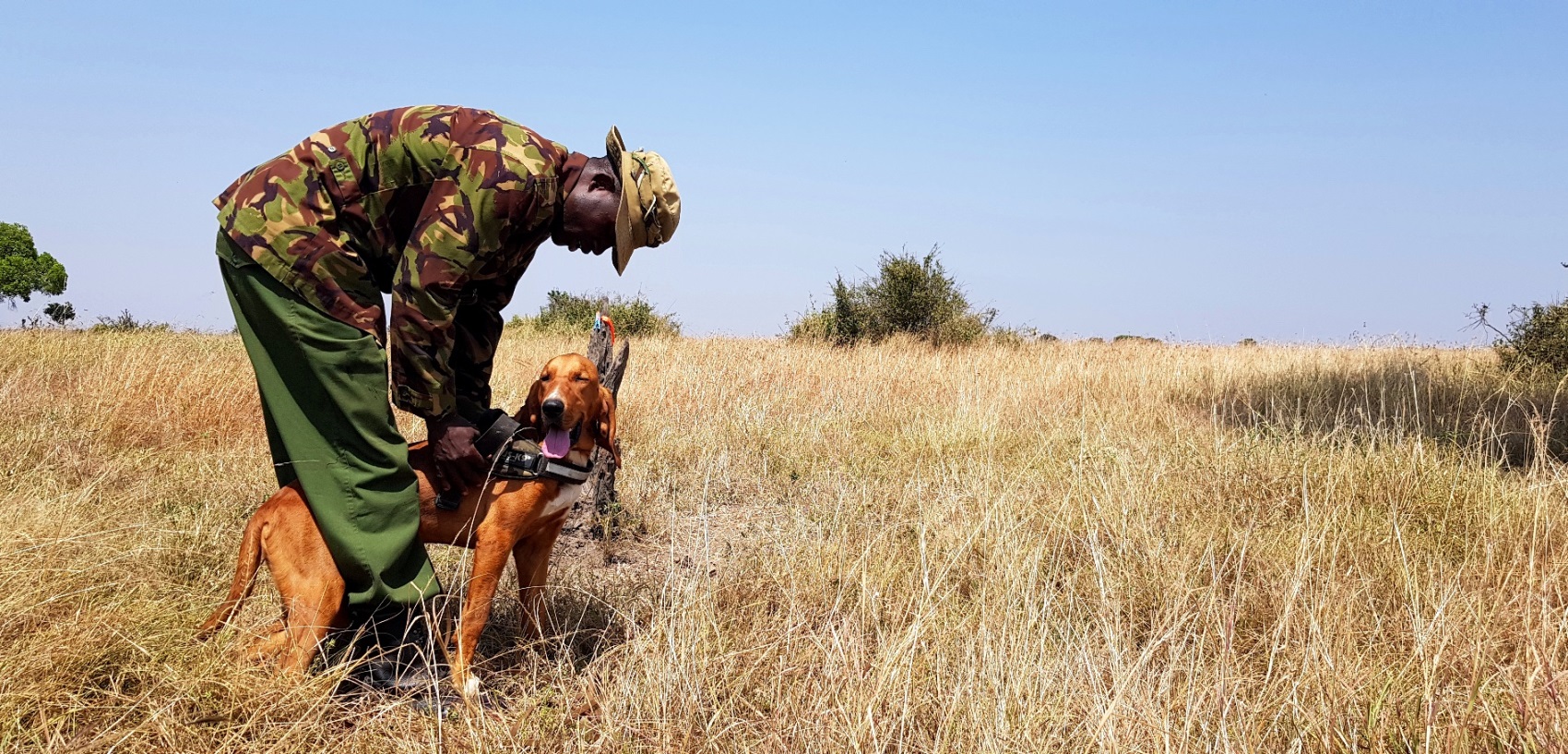 Ten-month-old tracker dog Shakaria, a bloodhound, preparing for her track training. 