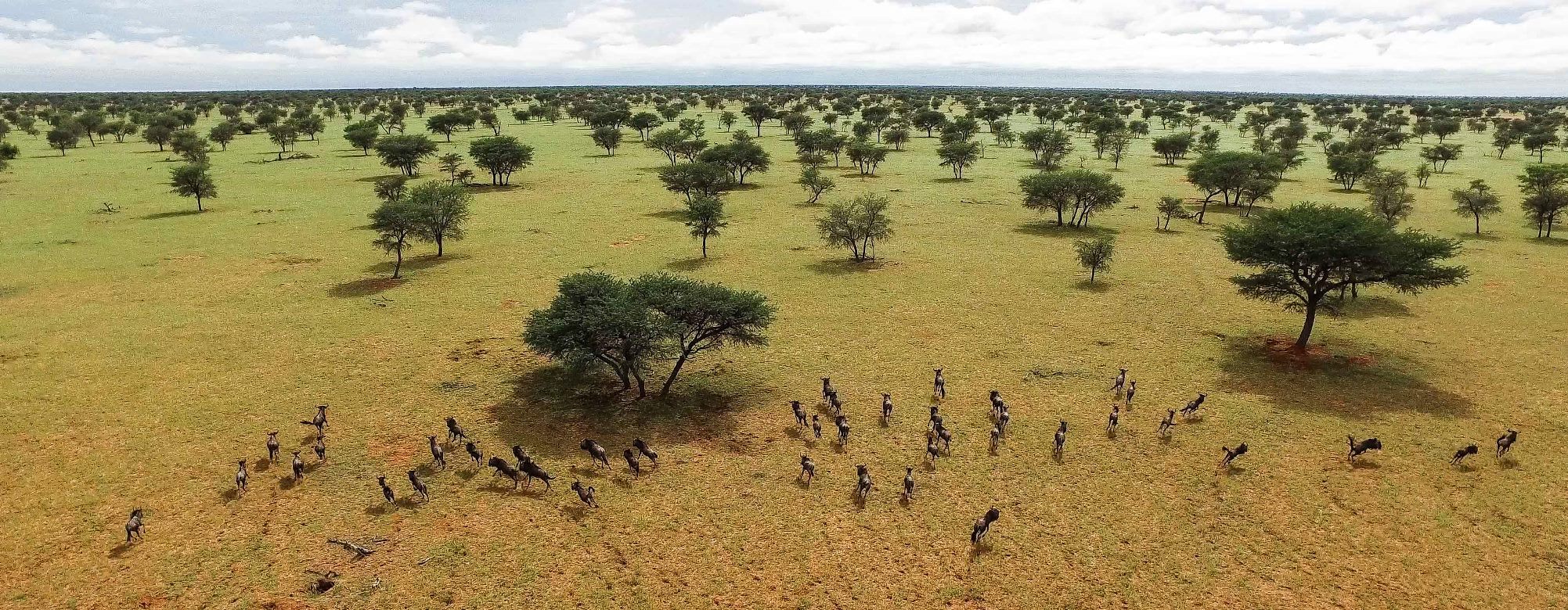 Birds-eye view of blue gnu, or wildebeest, moving across the Kuzikus, Namibia landscape. The different positions of each animal and their respective angles to the unmanned aerial vehicle present a challenge to teaching machines to identify and count them automatically. 