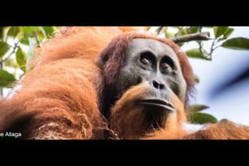 The Tapanuli orangutan, the world’s rarest species of great ape. Photo © Maxime Aliaga.