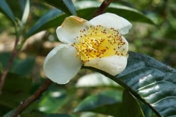 A flowering tea plant in Vietnam. Photo via Pixabay.