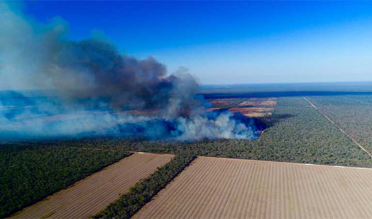 South American soy fed to EU livestock drives Gran Chaco deforestation