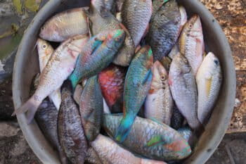 A bucket of fish at a market in Labuan Bajo, Indonesia. Image by Rhett A. Butler for Mongabay
