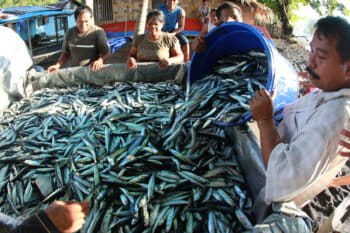 Men loading sardines for export into the back of a pickup truck in Indonesia. Photo by Rhett A. Butler for Mongabay.