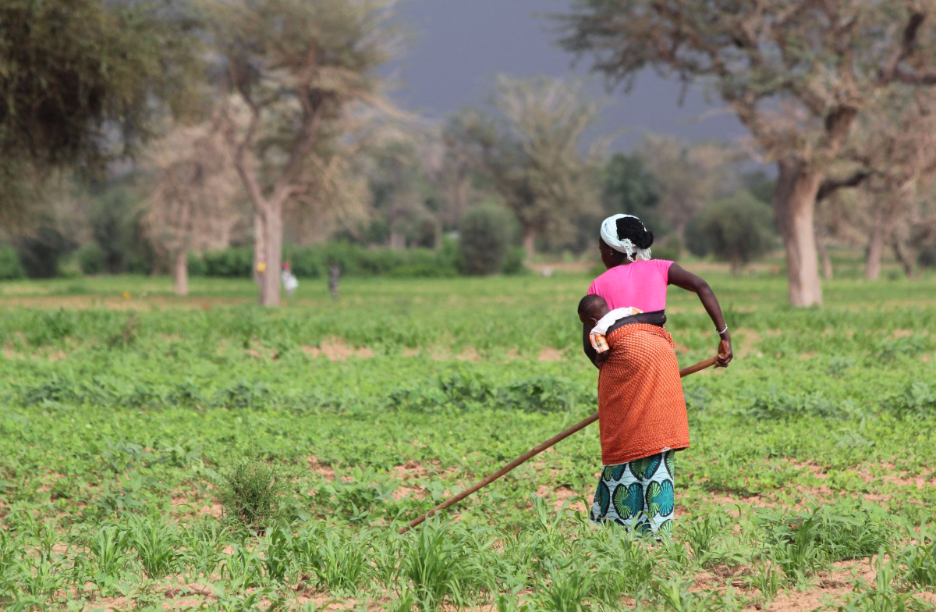 A woman in Senegal farms short-cycle cowpeas instead of millet due to poor seasonal rains, which are expected to become more frequent as climate changes. REDD+ aims to reduce emissions from forest loss. 