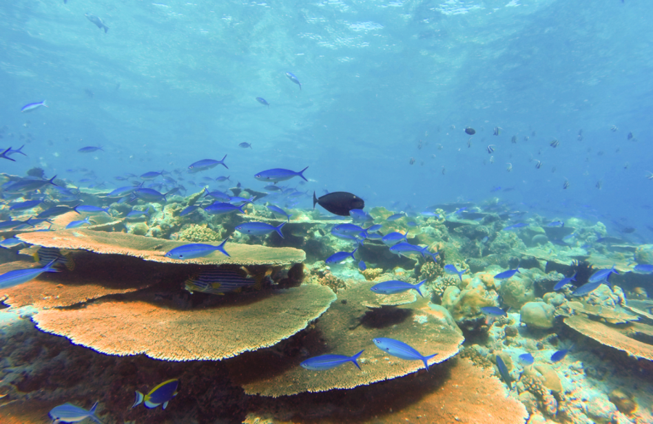 A healthy coral reef in the Maldives. 