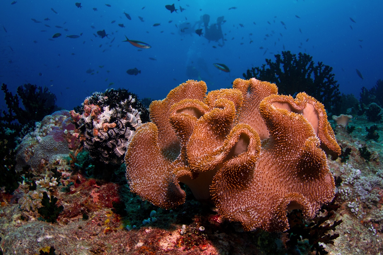 Healthy soft corals on a reef in the Maldives. 