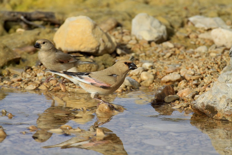 Desert finch (Rhodospiza obsoleta). Photo courtesy Anton Khalilieh.