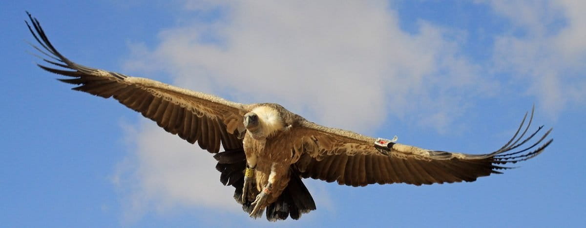 Griffon vulture (Gyps fulvus). Photo courtesy Anton Khalilieh.