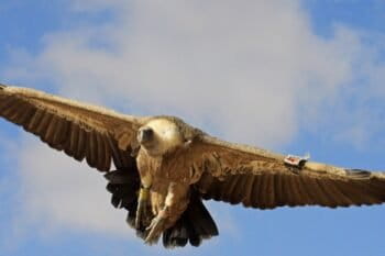 Griffon vulture (Gyps fulvus). Photo courtesy Anton Khalilieh.