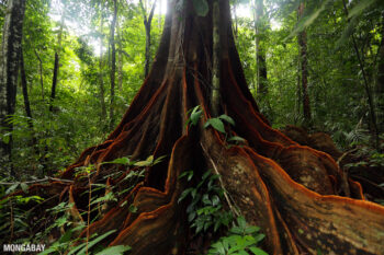 Tropical forests in places like Costa Rica (pictured) can be an important source of livelihoods by attracting nature-oriented tourists. Photo by Rhett A. Butler.