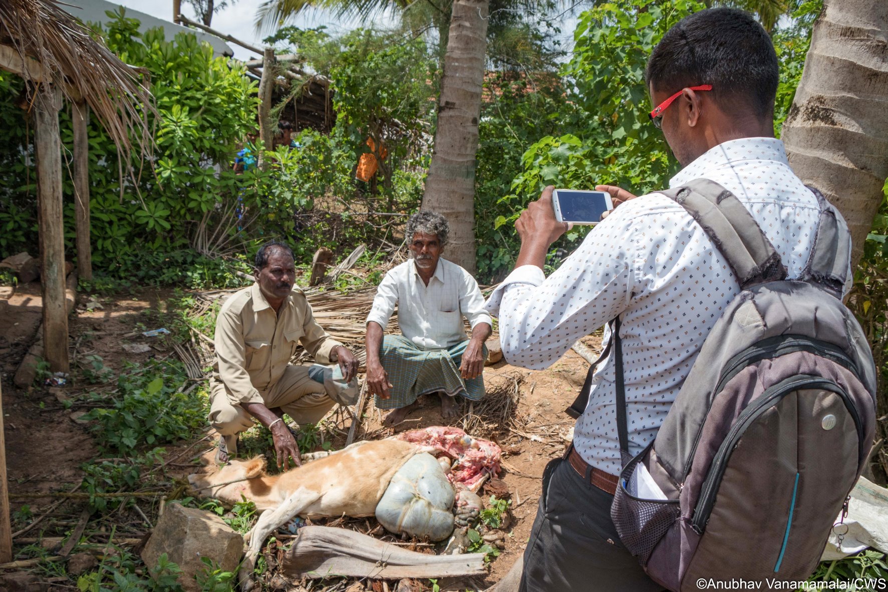 Wild Seve field assistant documenting the killing of a family's cow by a wild predator. Photographic evidence facilitates the process of obtaining compensation for wildlife damage. 