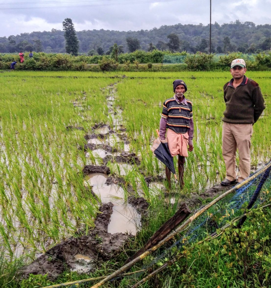 A farmer (left) shows a Wild Seve field assistant the tell-tale marks left by elephant feet across a rice paddy field that lies in the path of their migration. 