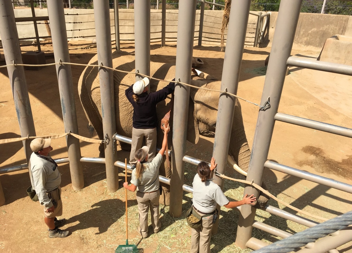 Installing the sensor at the San Diego Zoo. In the wild, this process will require tranquilizing the elephant before fitting the tracking collar. 