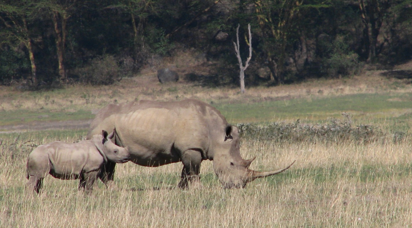 A grazing white rhino and calf at Lake Nakuru National Park in Kenya. The shape of a rhino's skull hampers the use of standard tracking collars.