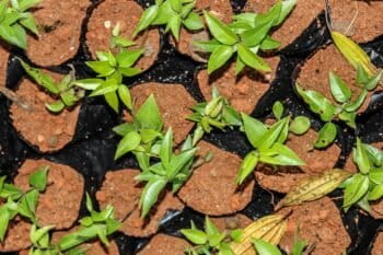 Seedlings in Brazil. Photo courtesy Guilherme Rodrigues.