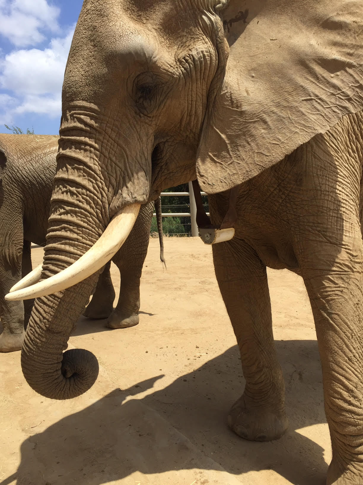 An elephant wearing the first-phase WIPER sensor on a tracking collar at the San Diego Zoo and Wildlife Park. 