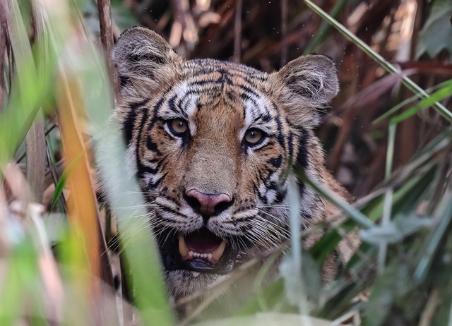 Up close with a Bengal tiger in Chitwan National Park, Nepal. 