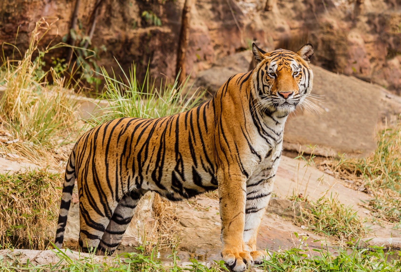 DNA samples of Bengal tigers polluted by genes of the Siberian Tiger