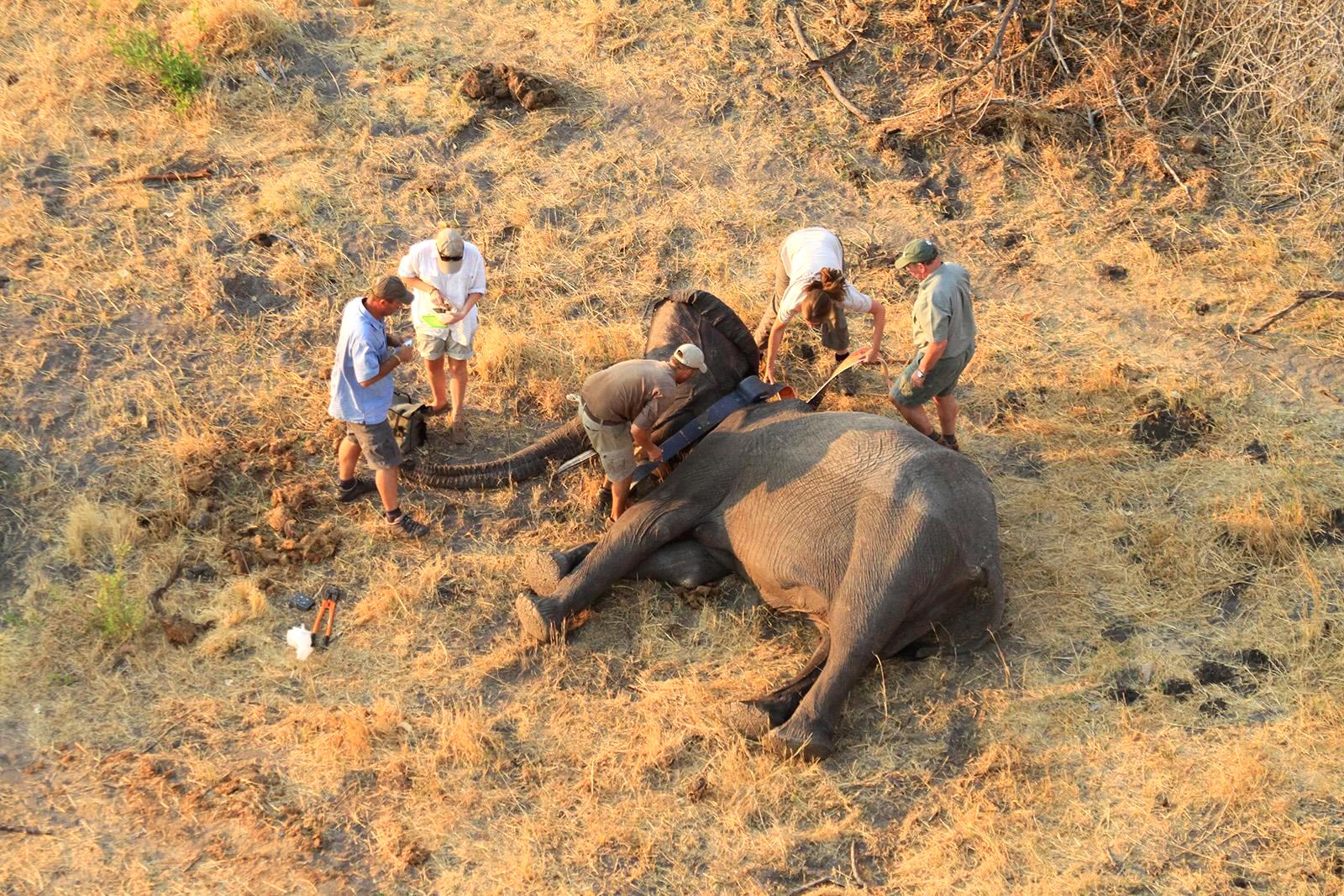 It takes a team--Elephants Without Borders scientists deploy a tracking collar on an elephant.