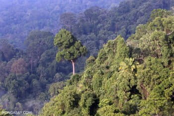 Indonesian rainforest in Bukit Tigapuluh, Sumatra. Photo by Rhett A. Butler.
