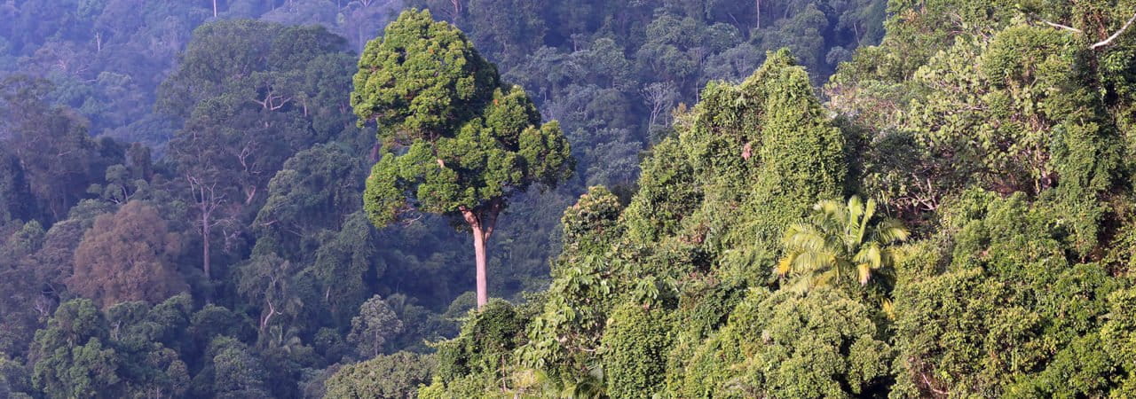 Indonesian rainforest in Bukit Tigapuluh, Sumatra. Photo by Rhett A. Butler.