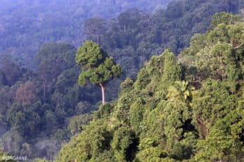 Indonesian rainforest in Bukit Tigapuluh, Sumatra. Photo by Rhett A. Butler.