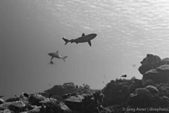 Patrolling sharks on a post-nuclear reef. Image by Greg Asner.