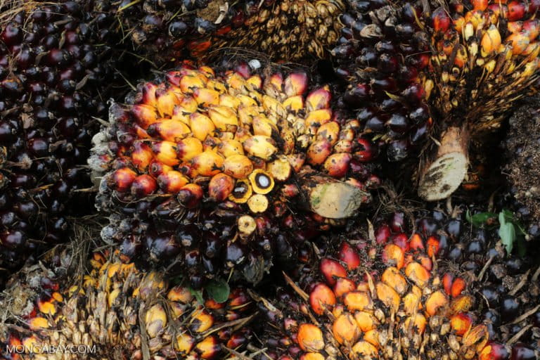 Series Global Palm Oil