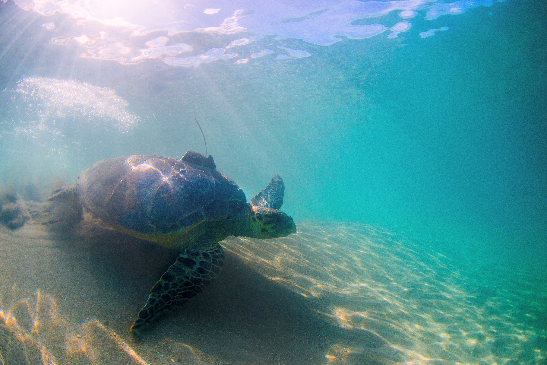 Tilly, a hawksbill turtle, heads to sea after her release from the island of Nevis. 