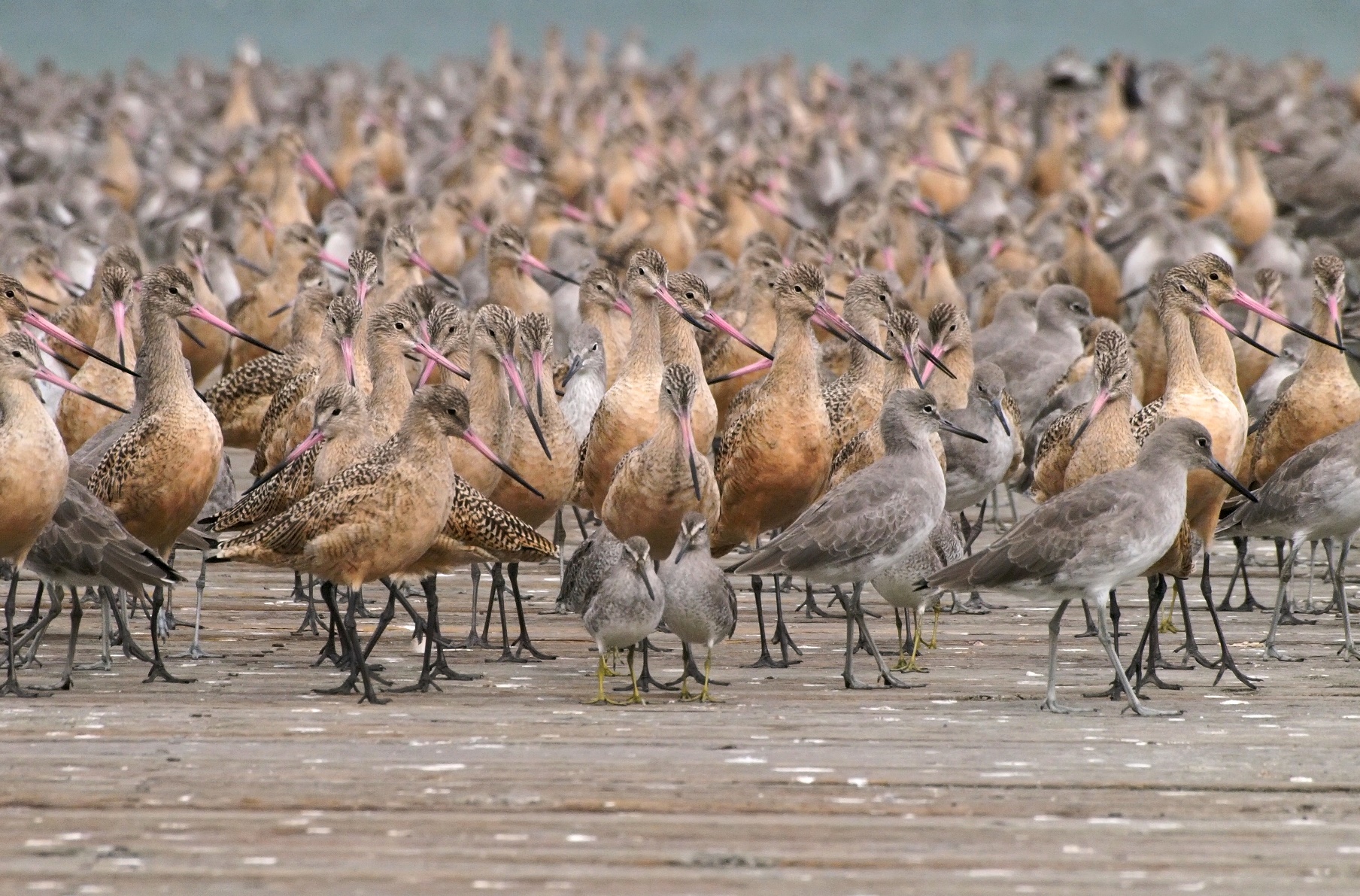 A gathering of godwits, dowitchers, willets, and other shorebirds. 