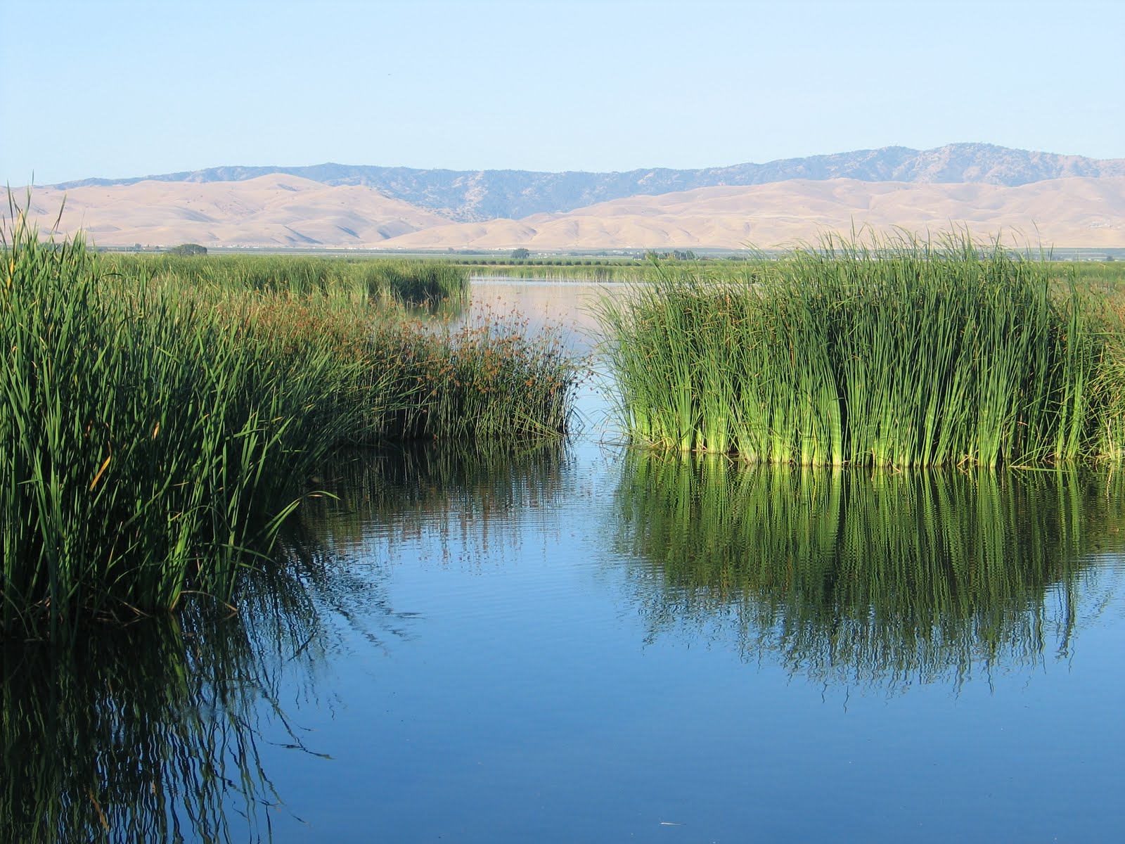 Wetlands in central California's otherwise dry environment. 