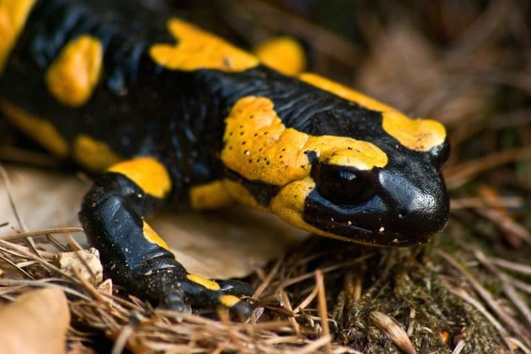 https://imgs.mongabay.com/wp-content/uploads/sites/20/2018/09/13161351/Fire_salamander_March_2008b-ChristianJansky-768x512.jpg