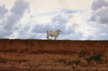Cow in Colombia. Photo by Rhett A. Butler for Mongabay