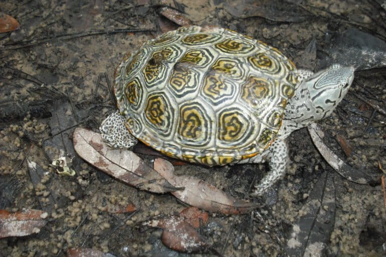 photo of As turtles go, so go their ecosystems image