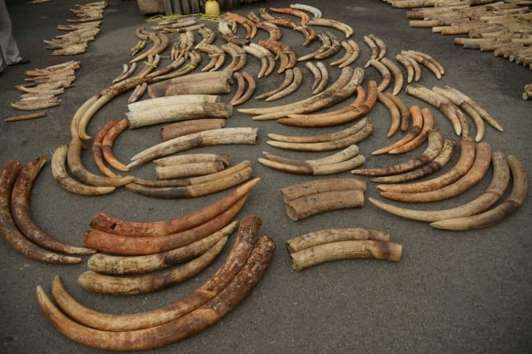 Wildlife trafficking gradually returns after pandemic lull, mostly by sea