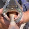 A non-native smallmouth bass eats a native sucker. Credit: UDWR