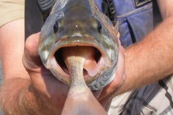 A non-native smallmouth bass eats a native sucker. Credit: UDWR