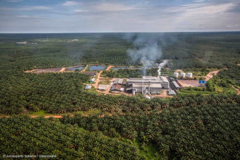 Deforestation Palm Oil Jakarta