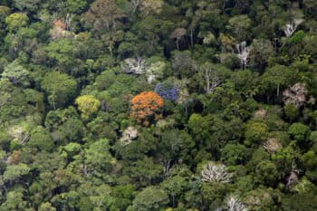 Flowering trees in the Amazon rainforest canopy. Photo by Rhett A. Butler.